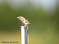 Grasshopper Sparrow May 07 Field Trip 062